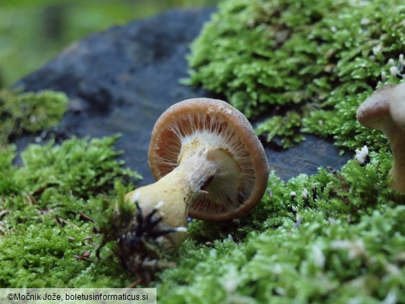 Armillaria cepistipes