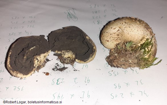 Scleroderma citrinum