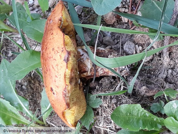 Suillus grevillei