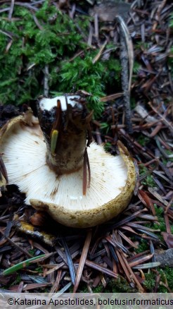 Lactarius turpis