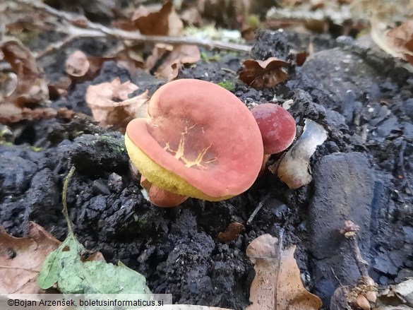 Hortiboletus rubellus