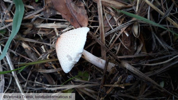 Lepiota cristata