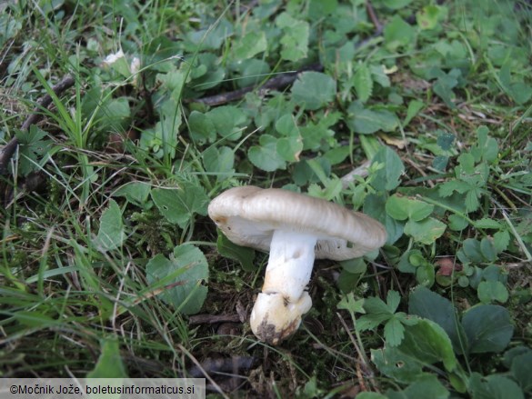 Russula insignis