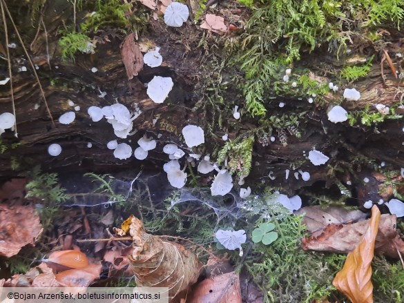 Delicatula integrella