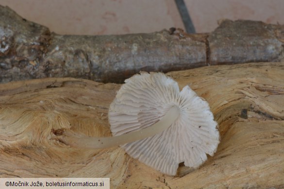 Mycena alni