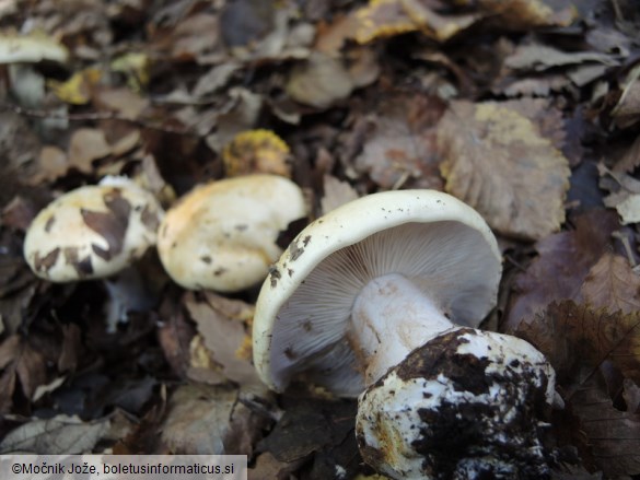 Cortinarius rapaceus