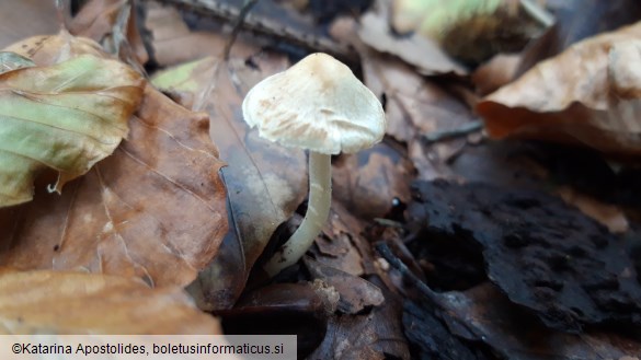 Inocybe geophylla