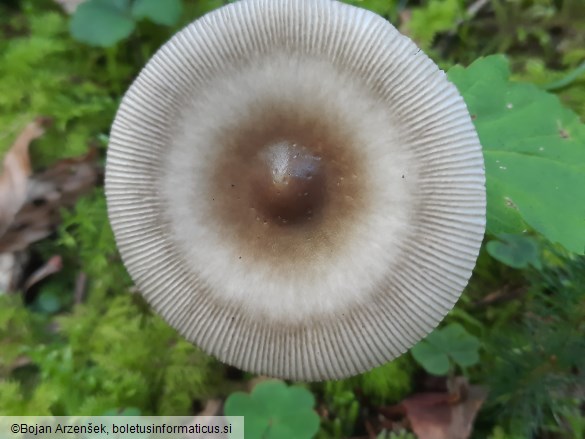 Amanita battarrae