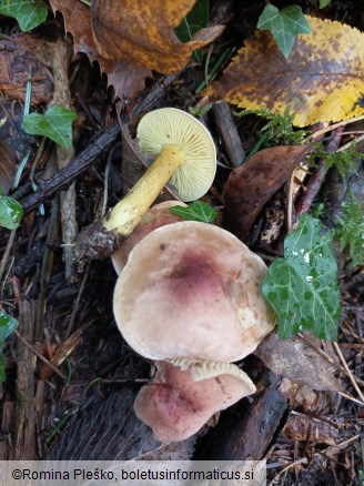 Tricholoma bufonium