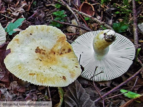 Russula farinipes