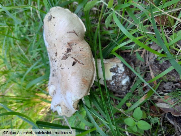 Leucopaxillus tricolor