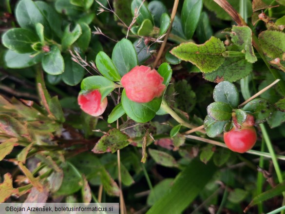 Exobasidium vaccinii