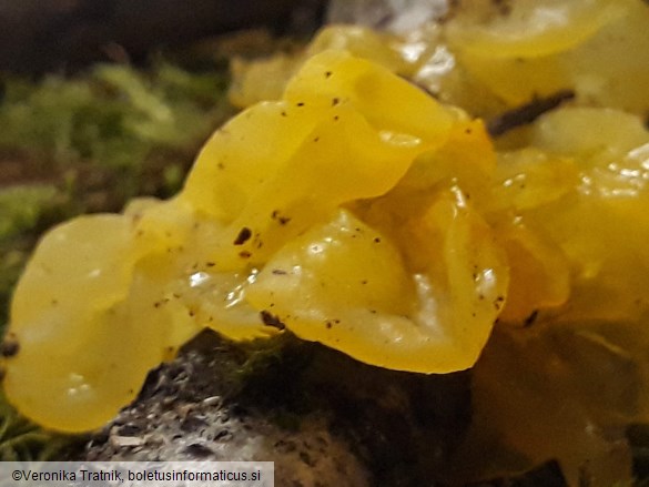 Tremella mesenterica