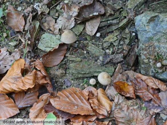 Inocybe dulcamara