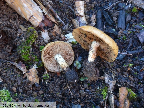 Pholiota highlandensis