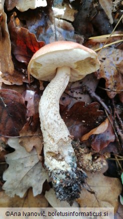 Leccinum quercinum