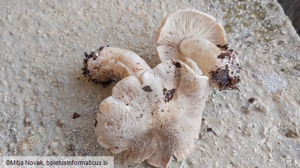 Tricholoma pardinum