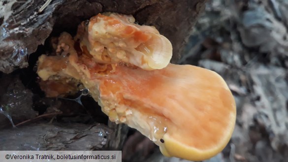 Laetiporus sulphureus