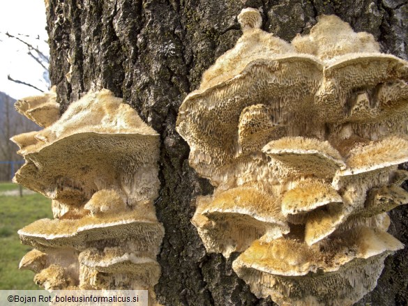 Trametes trogii