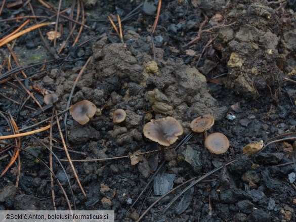 Tephrocybe atrata