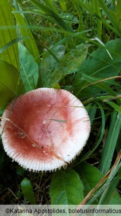 Russula queletii