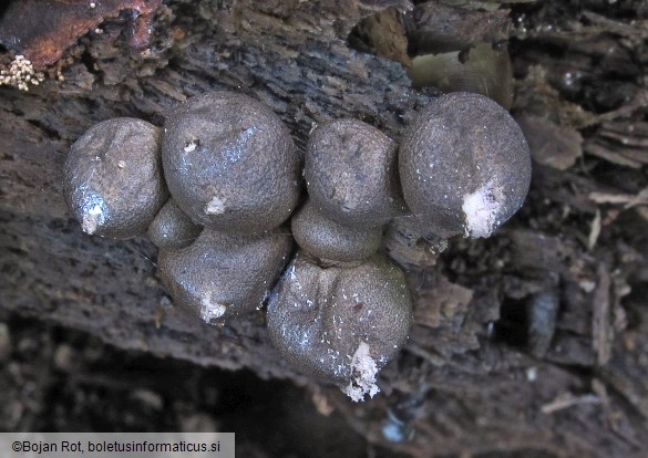 Lycogala epidendrum