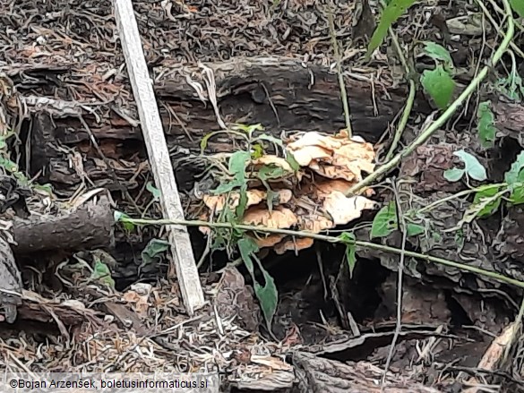 Laetiporus sulphureus