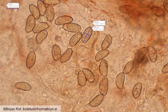 Inosperma cervicolor