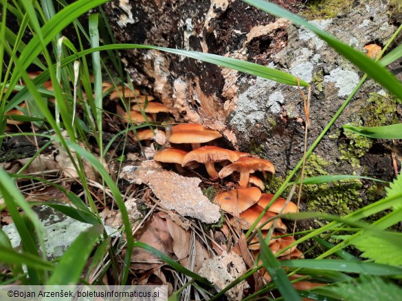 Kuehneromyces mutabilis