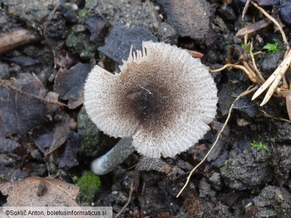 Pluteus exiguus