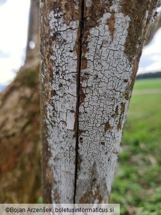 Lyomyces sambuci