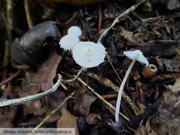 Cystolepiota seminuda