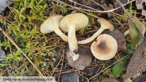 Hygrophorus hypothejus