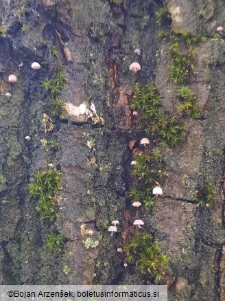 Mycena pseudocorticola