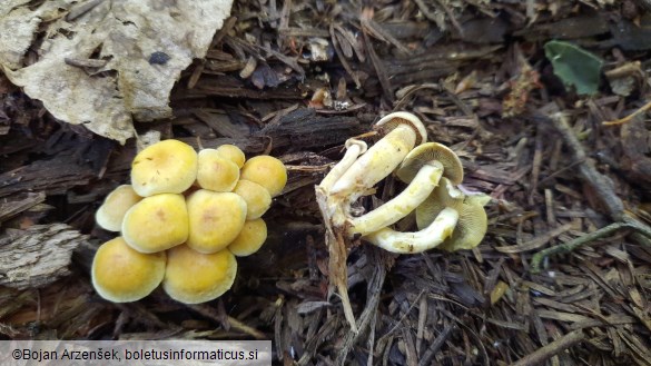 Hypholoma fasciculare var. pusillum