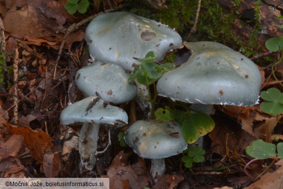 Stropharia caerulea