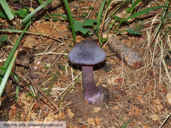 Cortinarius hercynicus