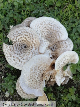Panus tigrinus