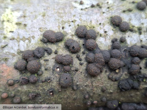 Hypoxylon fragiforme