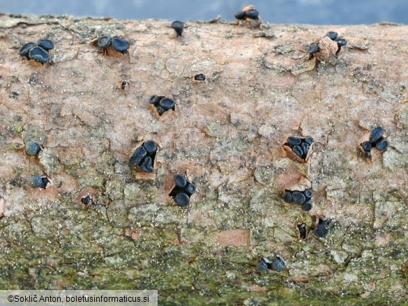 Durandiella gallica