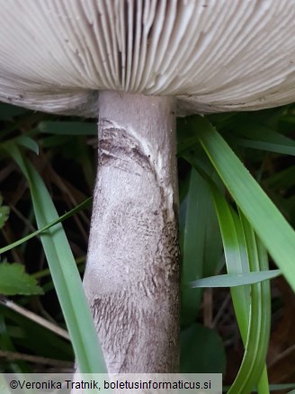 Amanita ceciliae