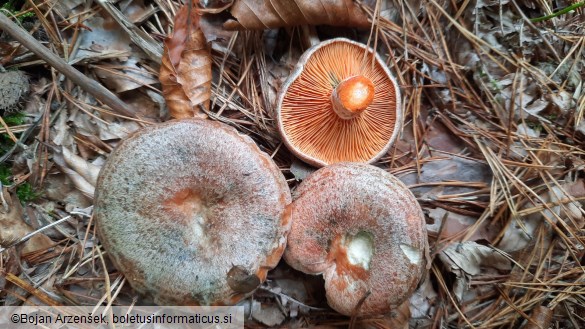 Lactarius quieticolor