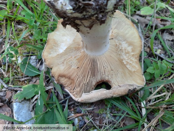 Leucopaxillus tricolor