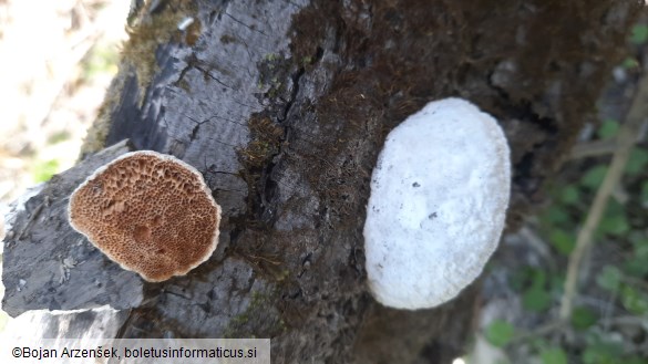 Trametes suaveolens