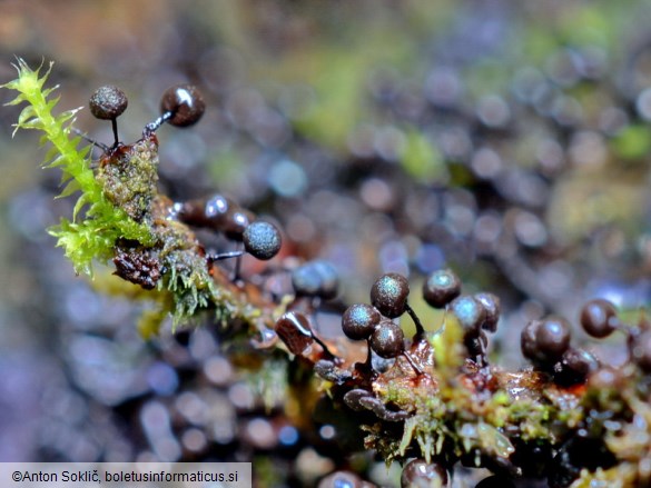 Lamproderma columbinum