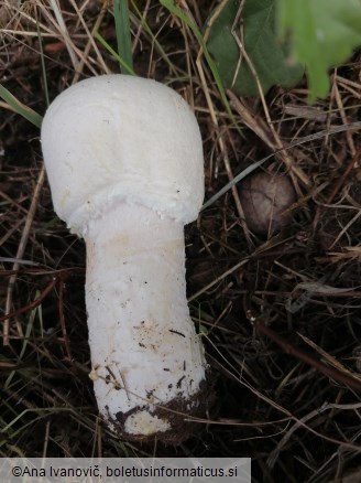 Agaricus macrocarpus