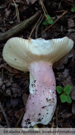 Russula amoena