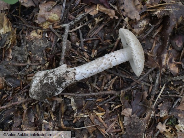 Amanita lepiotoides