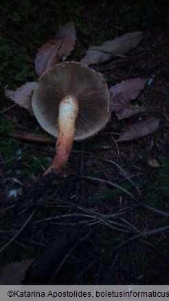 Pholiota squarrosa