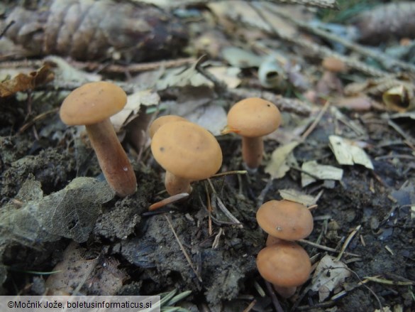 Lactarius fulvissimus